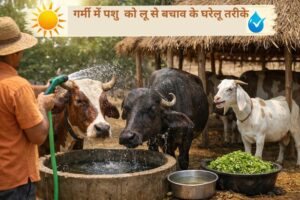 Garmi me pashuon ki dekhbhal – कैसे करें? हीट स्ट्रेस से बचाव के 15 असरदार उपाय