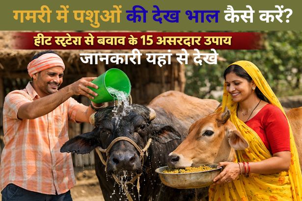 Garmi me pashuon ki dekhbhal – कैसे करें? हीट स्ट्रेस से बचाव के 15 असरदार उपाय