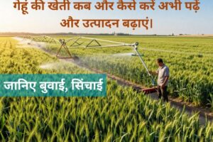Gehu ki kheti kab hoti hai –बुवाई से कटाई तक पूरा गाइड | किसान जरूर पढ़ें