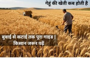 Gehu ki kheti kab hoti hai –बुवाई से कटाई तक पूरा गाइड | किसान जरूर पढ़ें