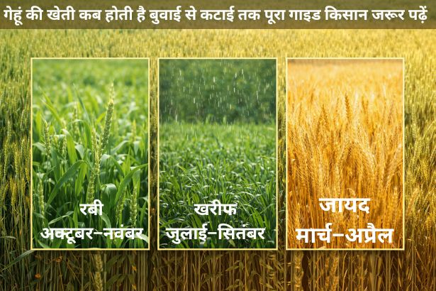 Gehu ki kheti kab hoti hai –बुवाई से कटाई तक पूरा गाइड | किसान जरूर पढ़ें
