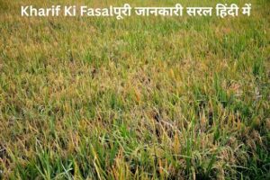 Kharif Ki Fasal 2026: पूरी जानकारी, फायदे, खेती विधि और अधिक उत्पादन के आसान टिप्स
