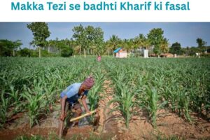 Kharif Ki Fasal 2026: पूरी जानकारी, फायदे, खेती विधि और अधिक उत्पादन के आसान टिप्स
