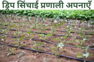 Faslon me paani bachane ke 7 tarike – कम पानी में ज्यादा पैदावार का पूरा गाइड