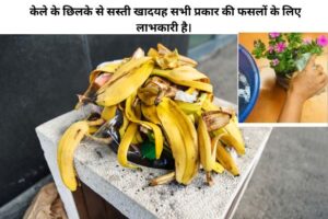 Sasti Jaivik Khaad Banane Ka Tarika: घर पर ऑर्गेनिक खाद कैसे बनाएं (पूरी जानकारी)