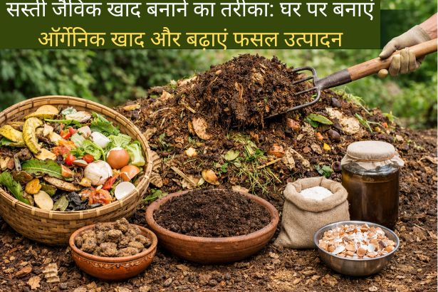 सस्ती जैविक खाद बनाने का तरीका: घर पर बनाएं ऑर्गेनिक खाद और बढ़ाएं फसल उत्पादन